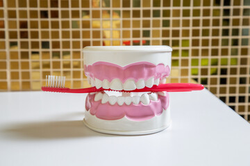 Clean teeth dental jaw model and red thooth brush on table in dentists office.
