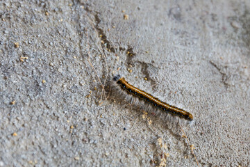 Eastern tent caterpillar walking on concrete sidewalk