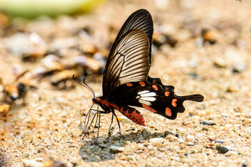 Beautiful the Adamson's Rose butterfly is sucking food from wet ground