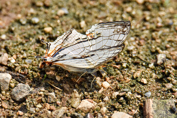 The common map butterfly is sucking food from wet ground