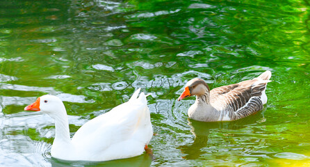Goose at duck pond at Trinity Park in Fort Worth Texas