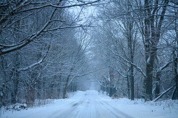 Snow covered trees on a country road.  