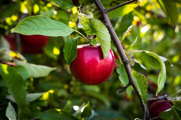 apples on a branch