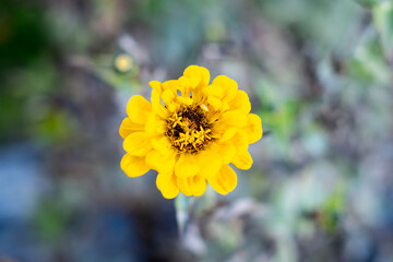yellow flower