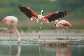 Flamencos Austral bajo la lluvia