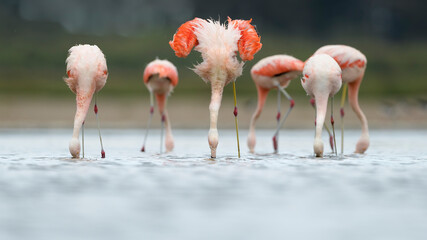 Flamencos Austral bajo la lluvia