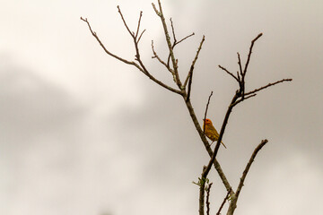 yellow canary on tree branch