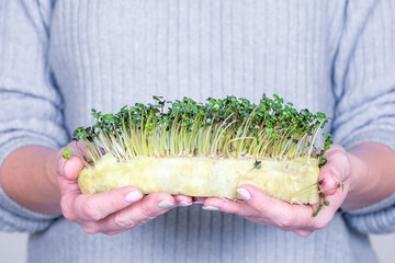 Woman holding micro greens, broccoli sprouts, five days old.