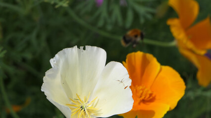 Bees and Wild Flowers in a garden UK
