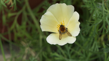 Bees and Wild Flowers in a garden UK