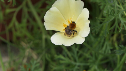 Bees and Wild Flowers in a garden UK
