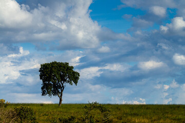 Fototapeta premium tree in green field with blue sky and clouds