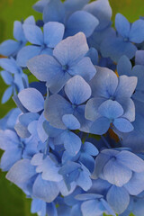 Blue hydrangea bloom in late afternoon light on a cloudy day