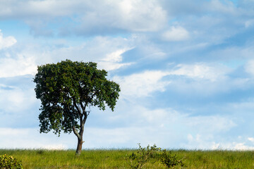 tree in green field with blue sky and clouds