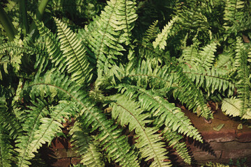 Fototapeta na wymiar Sword fern or fishbone fern growing in a garden, Ornamental plant