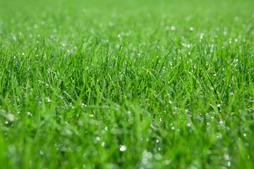 Background of a green grass. Green grass with drop of water from a field