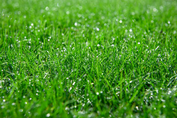 Background of a green grass. Green grass with drop of water from a field