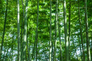 Plakat Background material of green bamboo forest