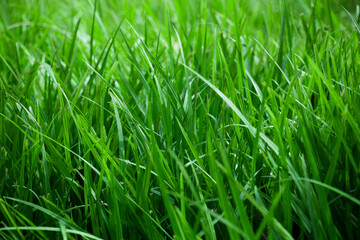 Fototapeta na wymiar Background of a green grass. Green grass texture from a field