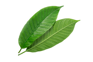 Green leaf isolated on white background.