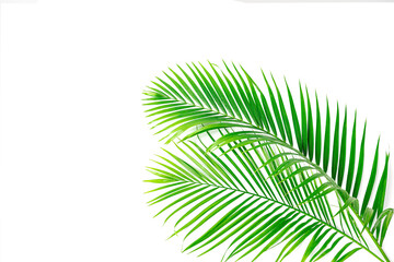 Palm leaf isolated on white background.