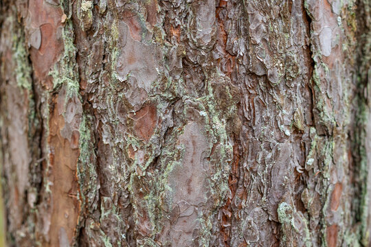 pine skin macro