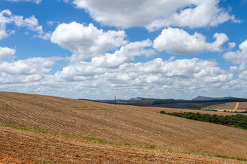 Fototapeta na wymiar soy plantation with blue sky and white clouds