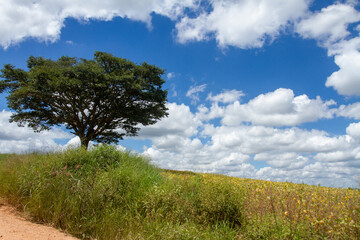 Obraz premium lonely tree with blue sky in the background