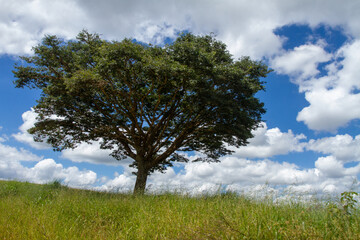 Fototapeta na wymiar lonely tree with blue sky in the background