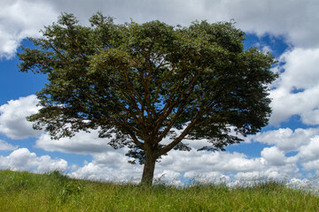 Fototapeta na wymiar lonely tree with blue sky in the background