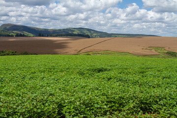 Fototapeta na wymiar soy plantation with blue sky and white clouds
