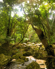 river in the forest