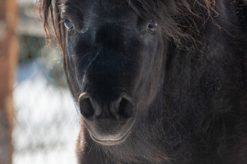 A small black Newfoundland pony stands in a horse pen with a wood fence and snow on a ranch. The breed of domestic animal has a long chestnut mane, dark eyes, and steam coming from its mouth.