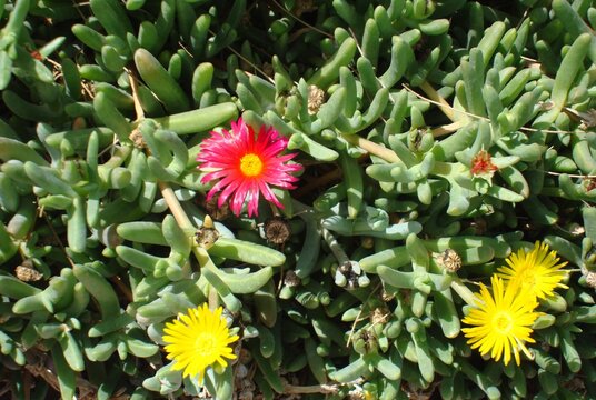 Plantas de suculentas floreando 9