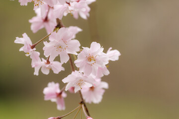【季節の花】桜の開花・満開【早春】