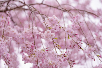 【季節の花】桜の開花・満開【早春】
