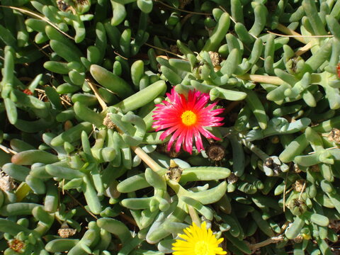 Plantas de suculentas floreando 2