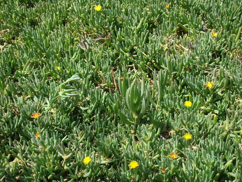 Plantas de suculentas floreando 3