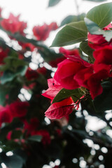 As flores vermelhas estão atreladas ao amor. Receber uma flor vermelha significa que você é amado