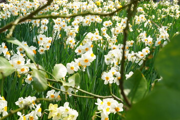 Narcissus flowers are blooming at flowers garden park in Japan. March and April in Spring.