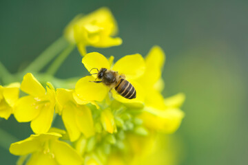 Rape seed flowers and a honeybee in field  springtime
