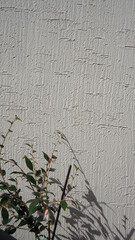 Elena Camelia in front of wall