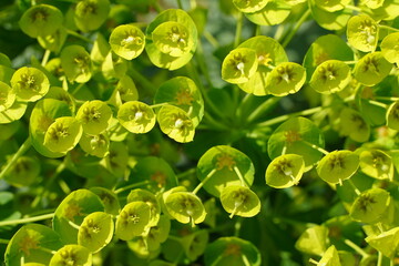 Euphorbia characias, the Mediterranean spurge. Albanian spurge, is a species of flowering plant in...