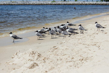 Summer background. Seagulls stand on white sand on the beach by the ocean
