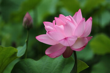 Obraz premium 蓮の花
