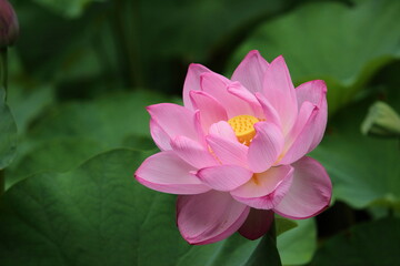 Obraz premium 蓮の花