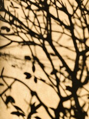 Sombra difusa de &aacute;rvore 