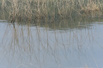 reeds on the river