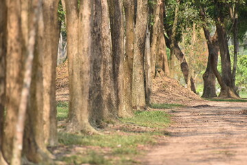 Natural pathway full of shady trees