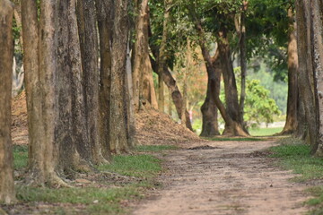 Trees growing beside the road, romantic atmosphere, comfortable by nature.